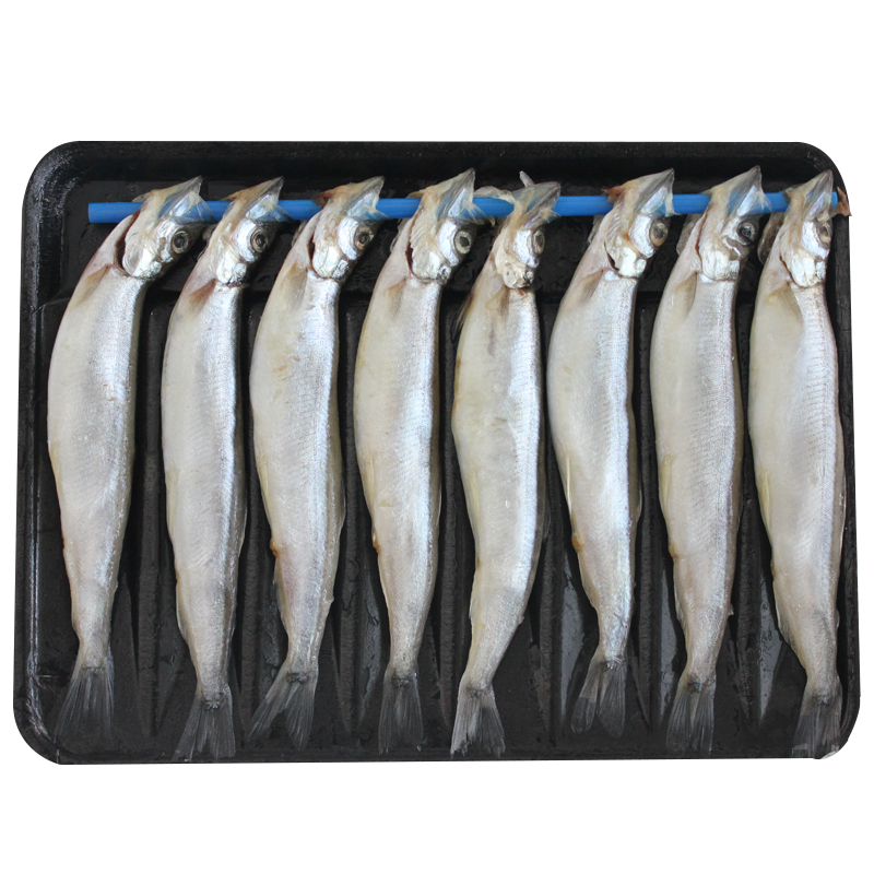 多春魚(母魚)