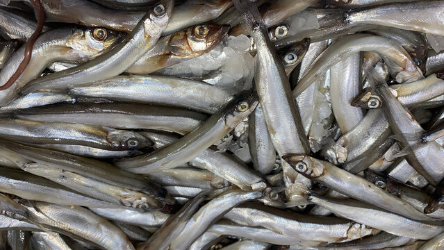 多春魚(公魚)