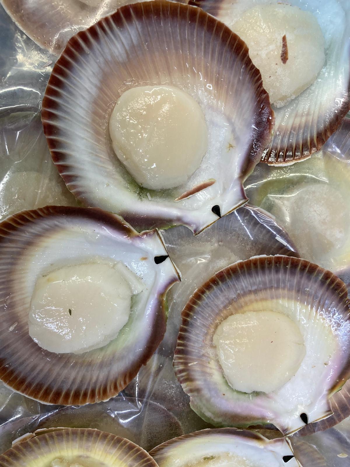 澳洲冷凍扇貝半殼