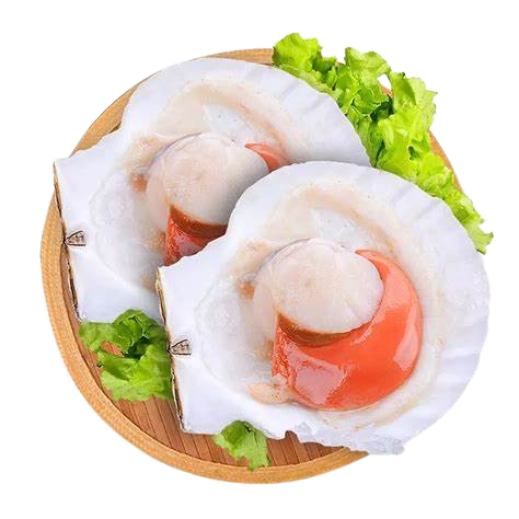 日本半殼帆立貝